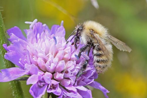 Bombus pascuorum